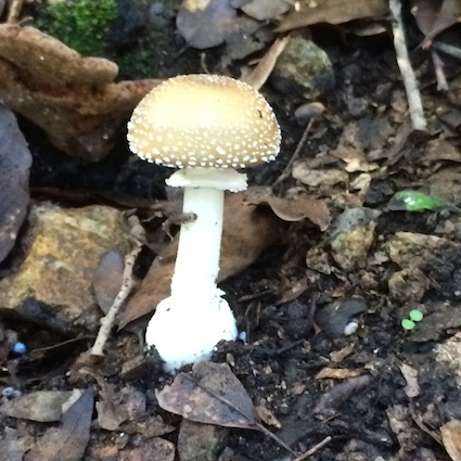 amanita rubescens